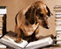 Professor Dog Diamond Painting